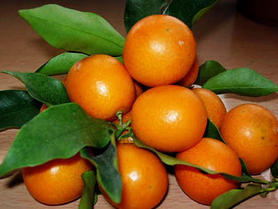 ���L(zh��ng)̶���p���~��Ʒ���